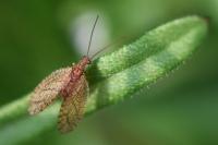 Micromus angulatus