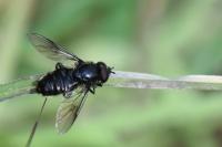 Pipiza austriaca