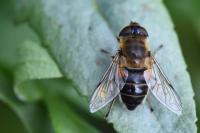 Eristalis similis