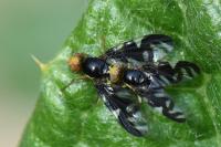 Euleia heraclei