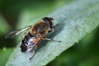 Eristalis similis