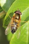 Epistrophe eligans