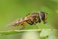 Syrphus ribesii