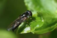 Platycheirus ambiguus