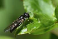 Platycheirus ambiguus