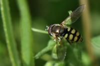 Eupeodes corollae