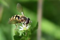 Eupeodes corollae