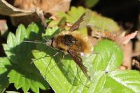 Bombylius major
