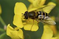 Syrphus ribesii