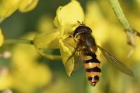 Epistrophe nitidicollis