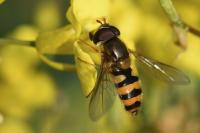 Epistrophe nitidicollis