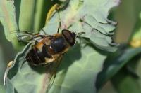Eristalis similis