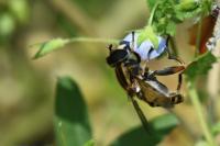 Helophilus pendulus