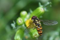 Episyrphus balteatus