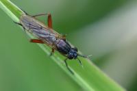 Sepedon sphegea