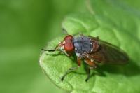 Brachyopa scutellaris