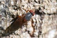 Brachyopa scutellaris
