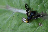 Euleia heraclei
