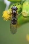 Platycheirus scutatus