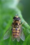 Eupeodes corollae