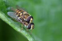 Eupeodes corollae