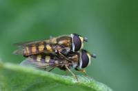 Eupeodes corollae