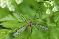 Tipula vernalis