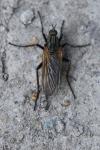 Empis tessellata