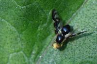 Euleia heraclei