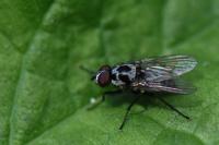 Anthomyia procellaris