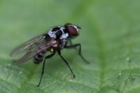 Anthomyia procellaris