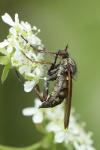 Empis tessellata