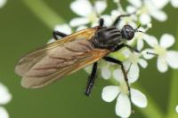 Empis tessellata