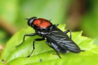 Clitellaria ephippium