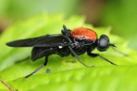 Clitellaria ephippium