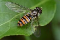 Episyrphus balteatus