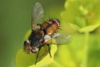 Gonia vacua
