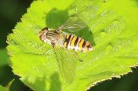 Episyrphus balteatus