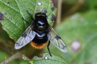 Volucella bombylans