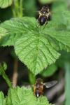 Eristalis tenax
