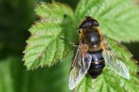 Eristalis similis
