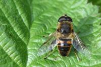 Eristalis tenax