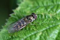 Meliscaeva auricollis