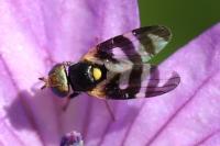 Urophora quadrifasciata