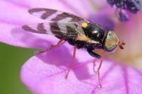 Urophora quadrifasciata