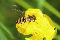 Episyrphus balteatus