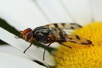 Otites porcus