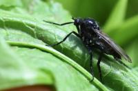 Empis ciliata