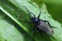 Empis ciliata
