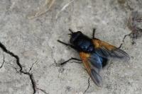 Mesembrina meridiana